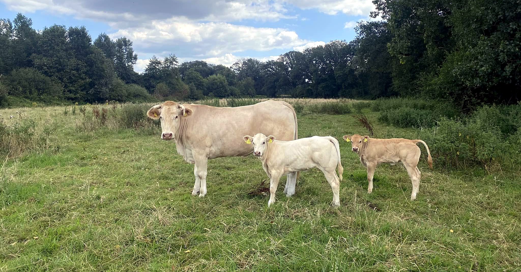 Koe met twee kalveren in de wei