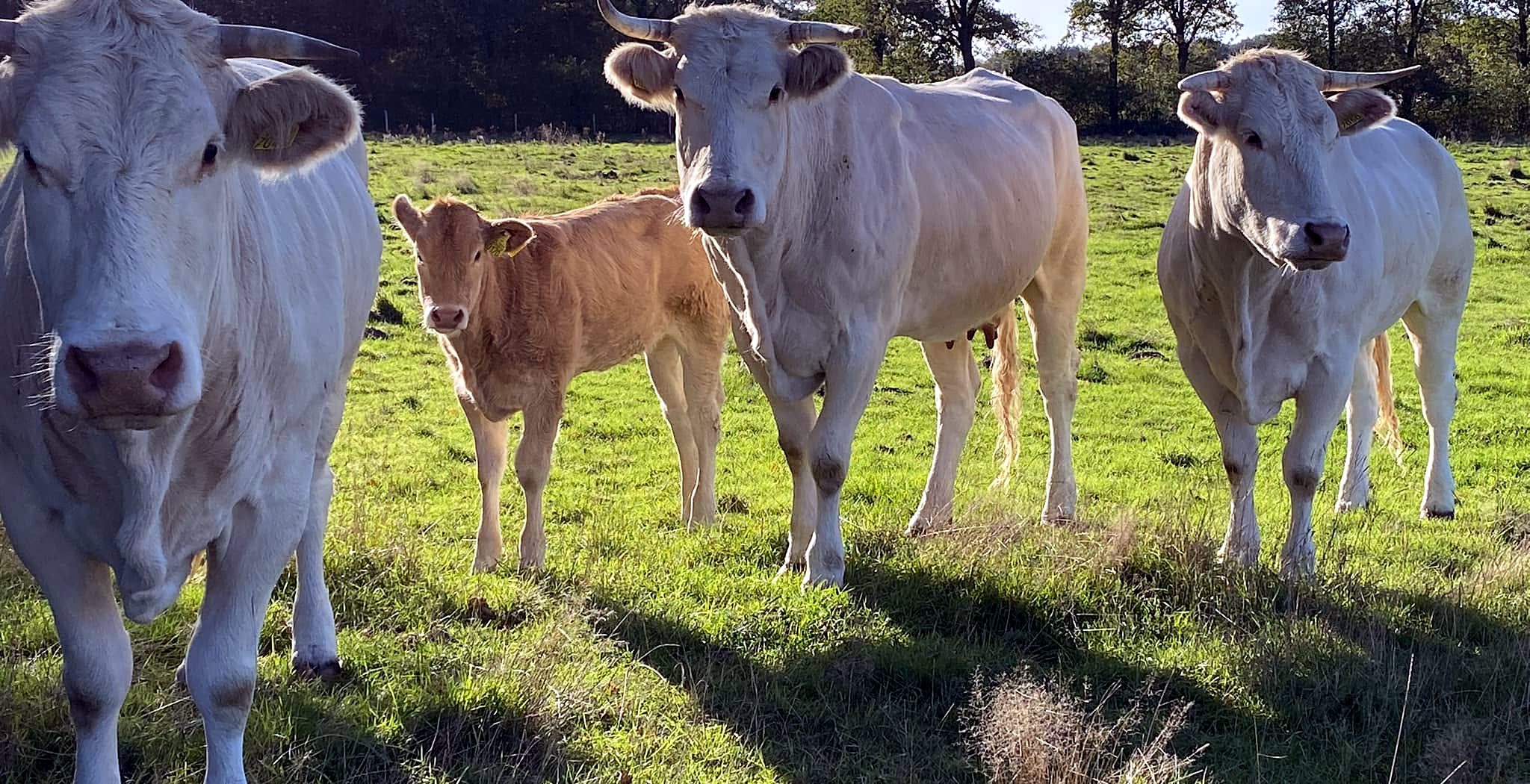 Drie Blonde d'Aquitaine-koeien met een kalf in de avondzon