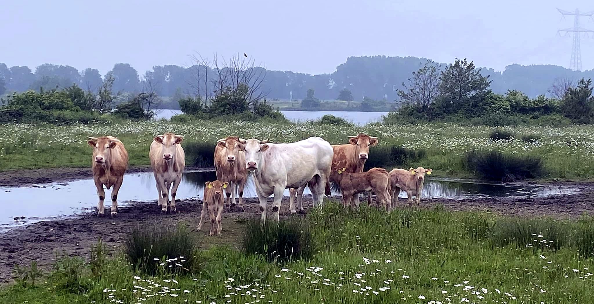 De kudde bij de poel in het natuurgebied aan de Maas