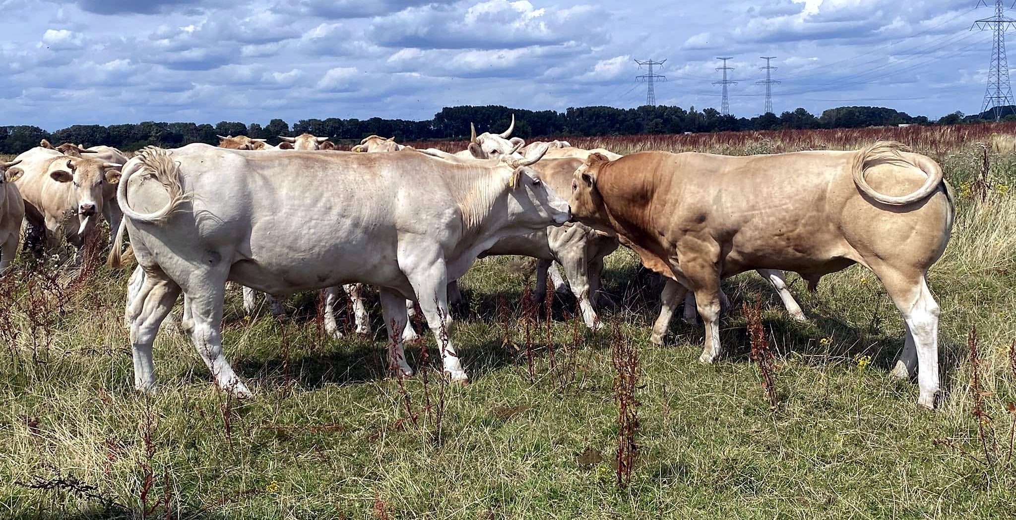 De kudde Blonde d'Aquitaine in het weiland