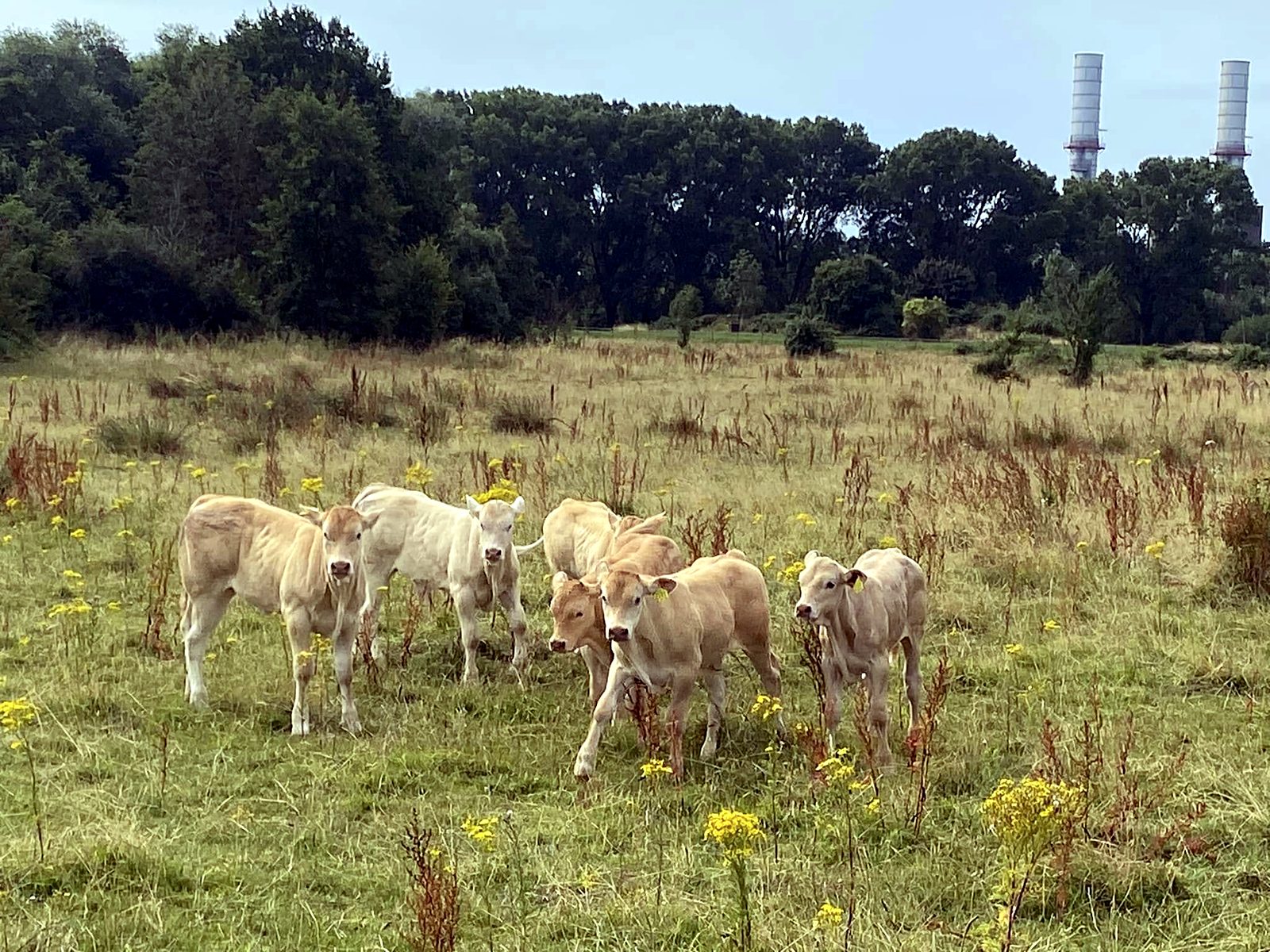 Kalveren in het bloemrijke grasland