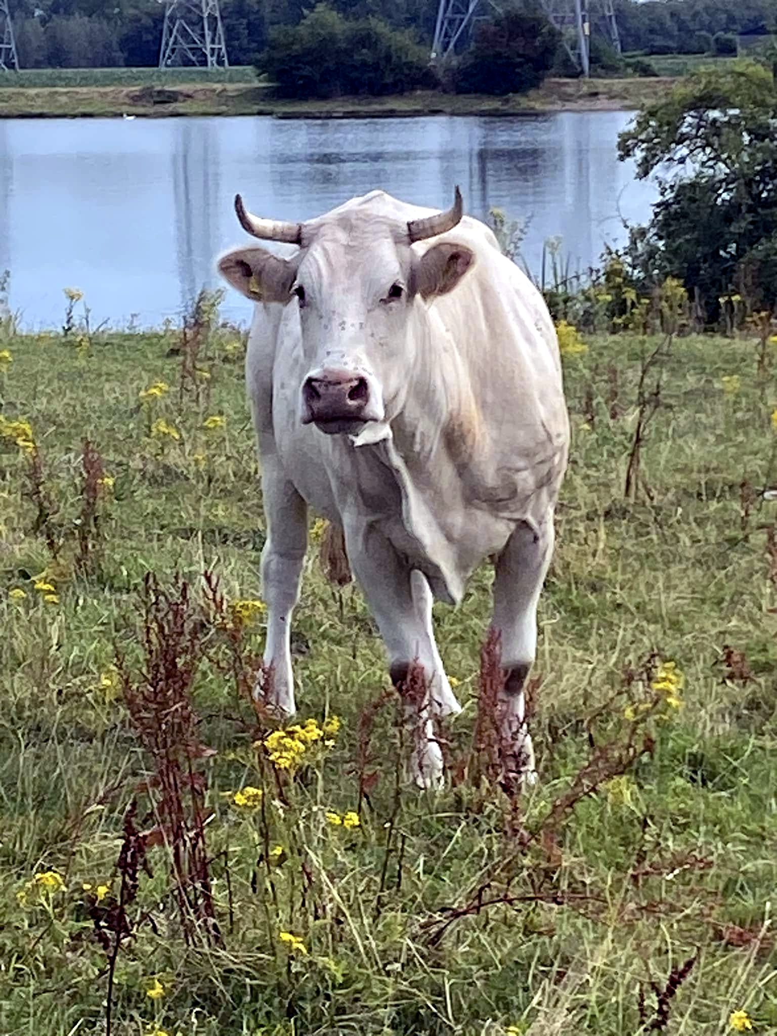 Blonde d'Aquitaine-koe aan de oever van de Maas