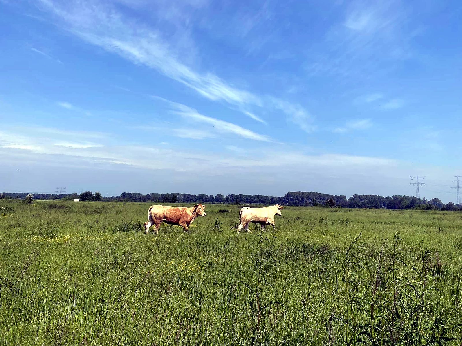 Twee koeien in het hoge gras